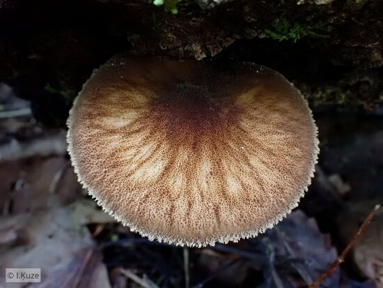 Pluteus umbrosus